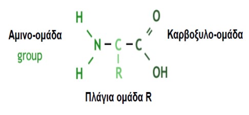 ΑΜΙΝΟΞΕΑ BCAA