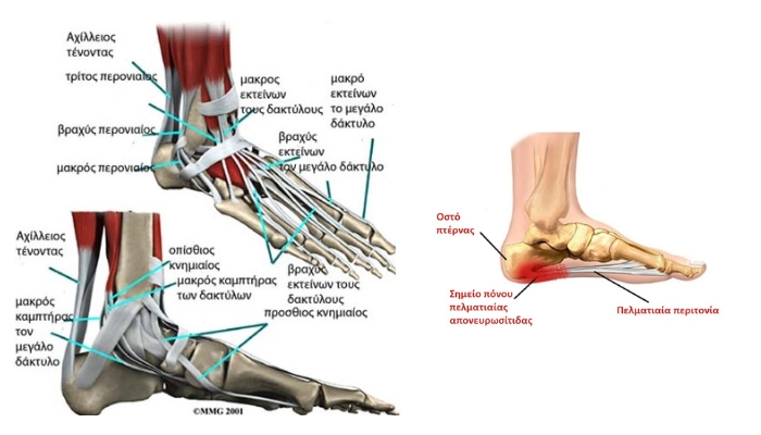 foot-anatomy.jpg